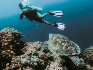 coral reef snorkeling